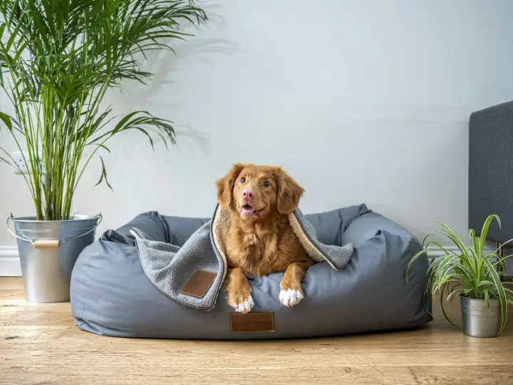 Dog relaxing in a soft grey pet bed at home