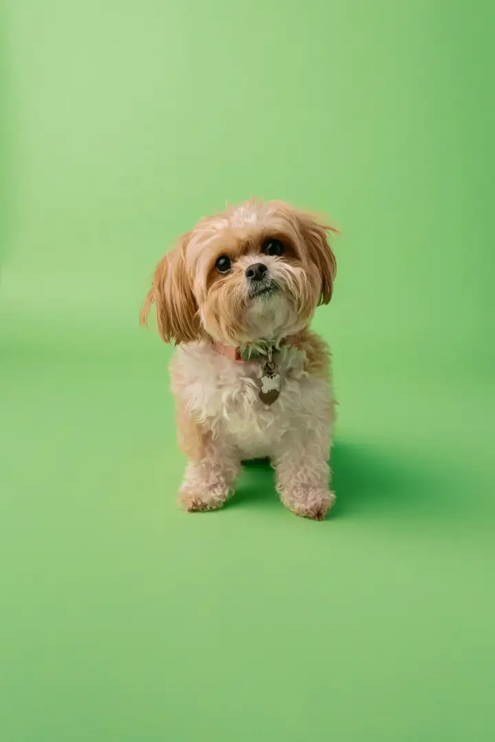 Freshly groomed small fluffy dog sitting against a green background