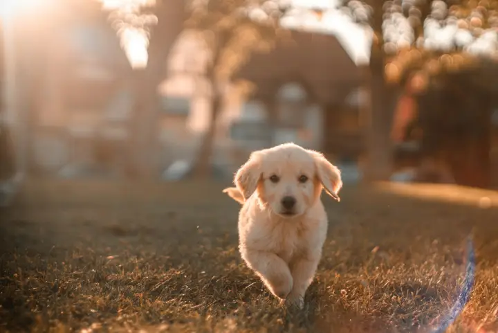 Golden puppy running across a sunlit autumn lawn
