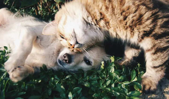 A tabby cat and a puppy cuddling together on the grass
