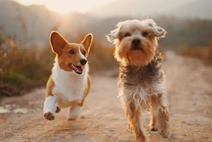 Corgi and terrier running happily down a dirt path