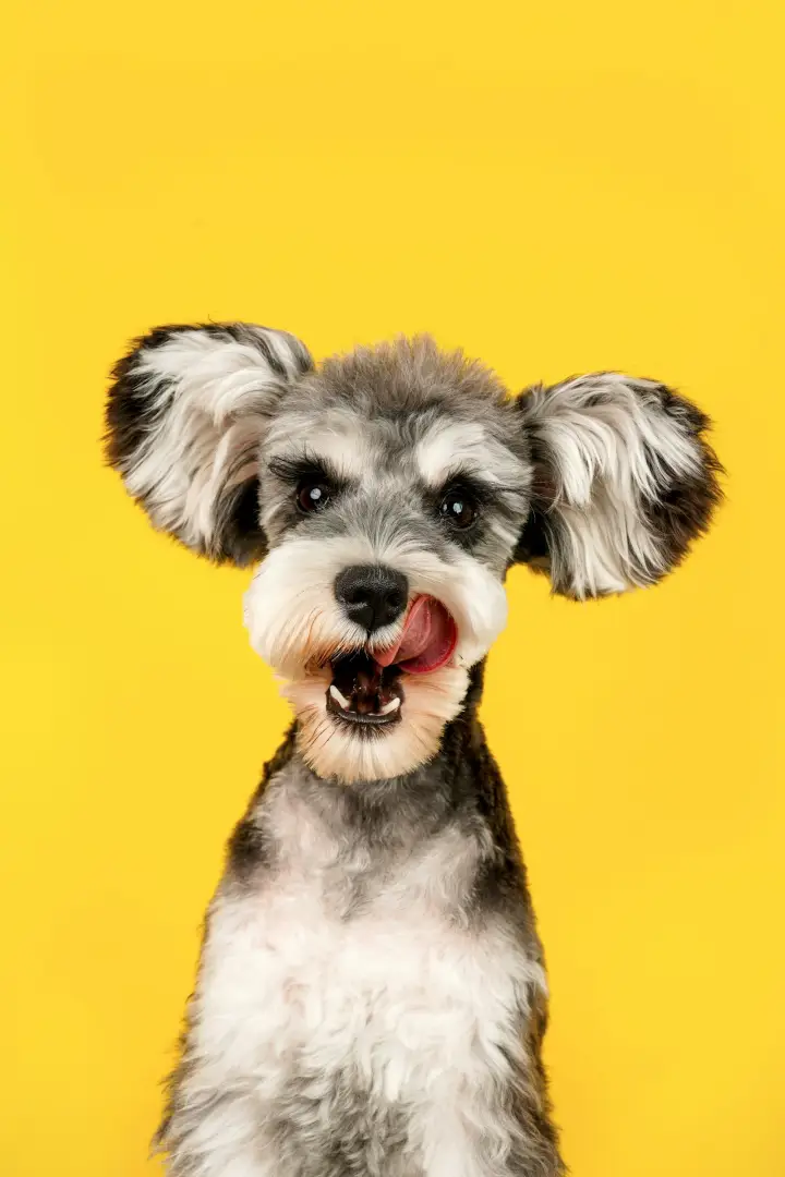 Freshly groomed schnauzer licking its nose