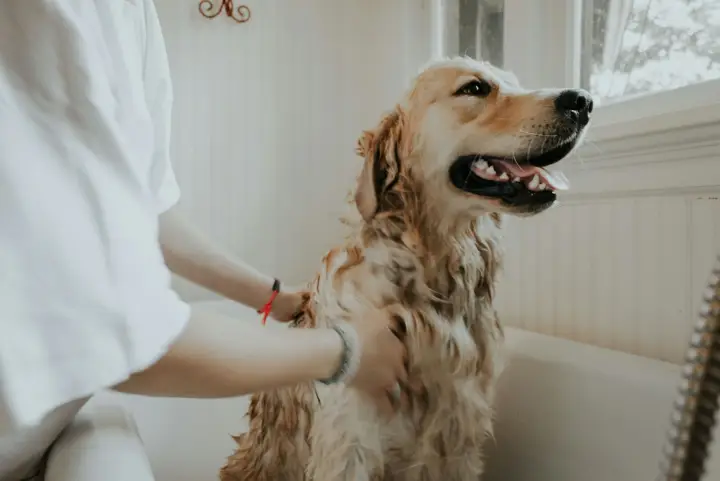 Groomer gently brushing a happy golden retriever