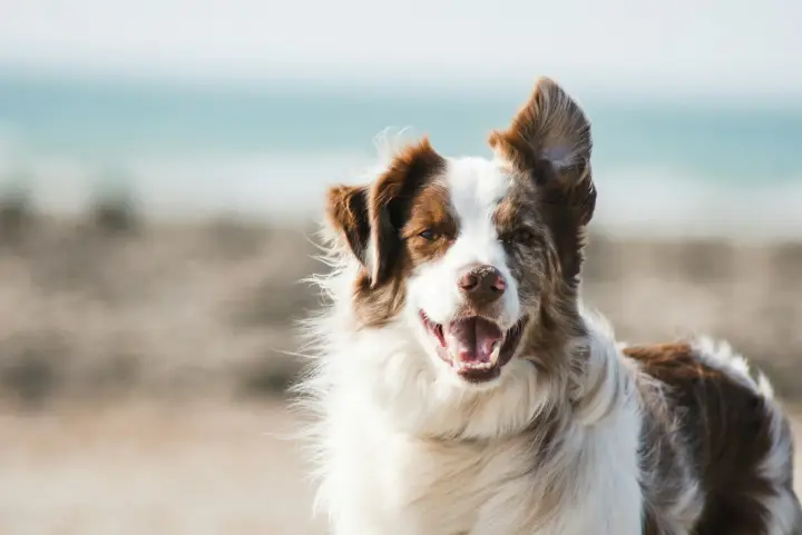 Happy Australian shepherd enjoying a calm day at the beach