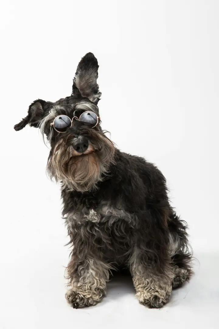 Well-groomed schnauzer with a neatly trimmed beard