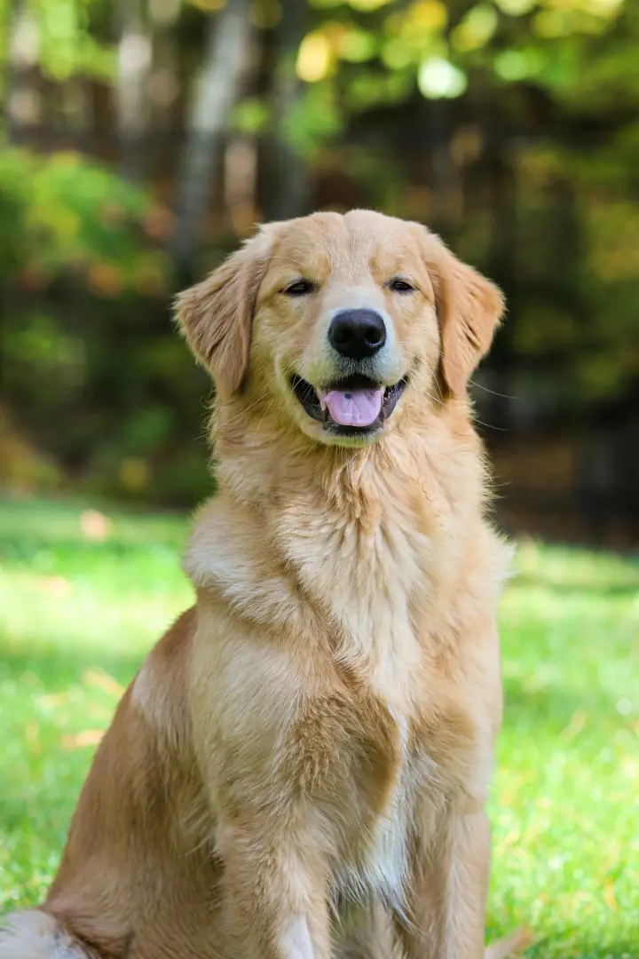 Smiling golden retriever sitting on a sunny lawn
